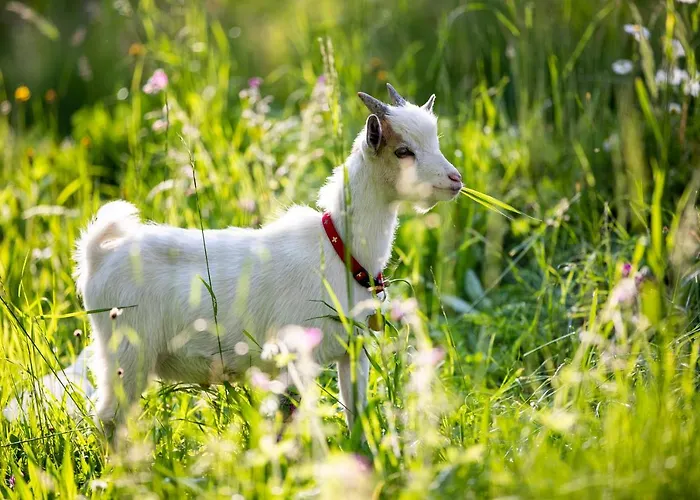 Gaestehaus Biobauernhof Mandl