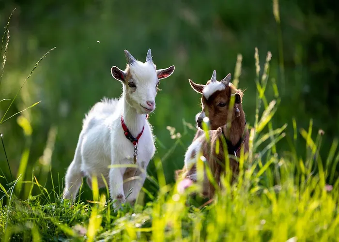 דירה Panorama Apartment Bauernhof Mandl