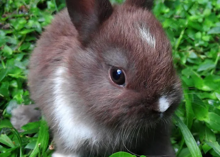 דירה Panorama Apartment Bauernhof Mandl